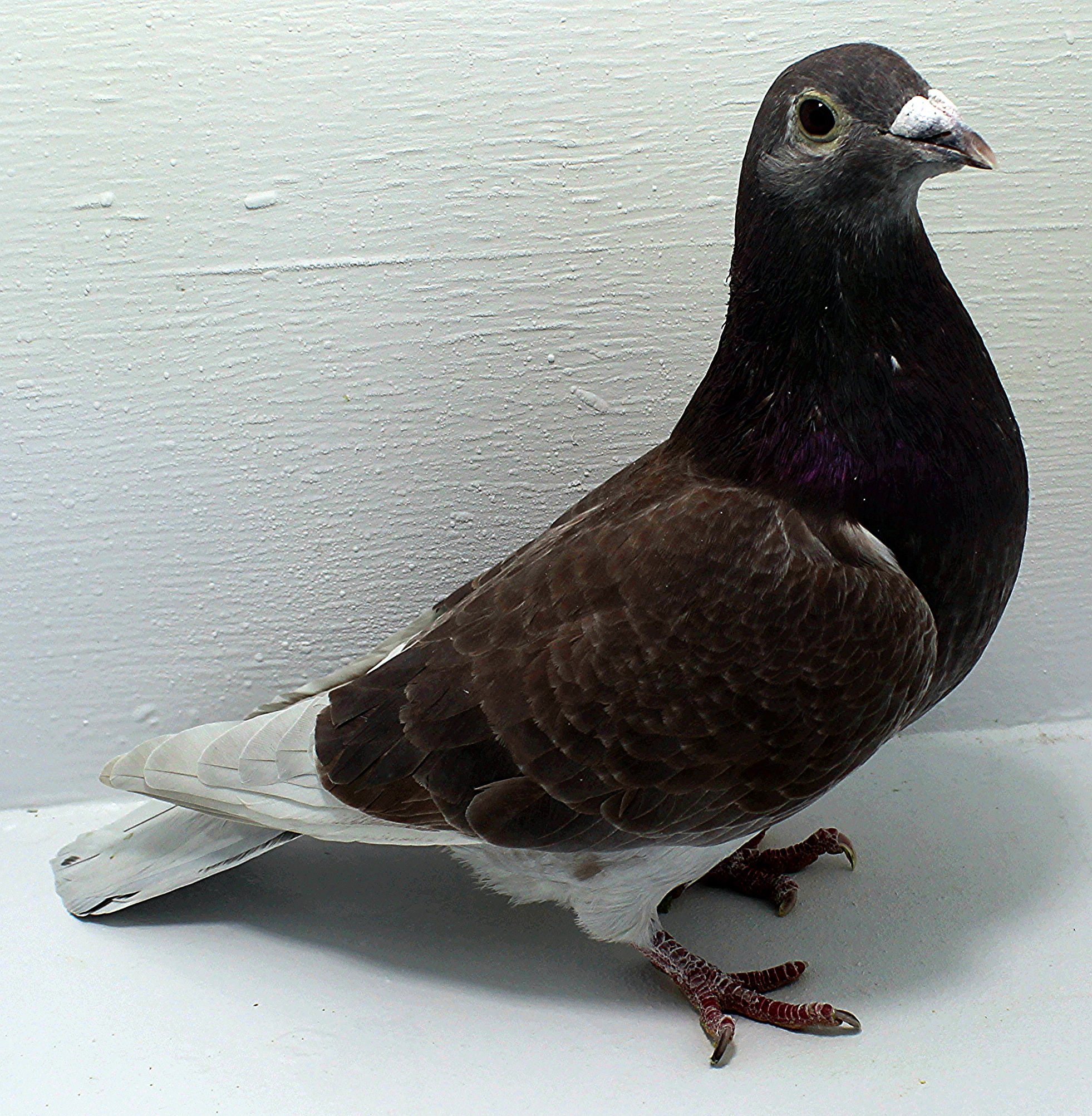 Pure Paul Sion | ClayHaven Farms | Racing Pigeons | Pure